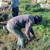 Nettoyage des Tombes